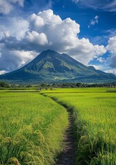 Fototapeta premium A photo of the grassy peak of Mount Arayat in Kalung, tanjil rÃ«a with blue sky and white clouds. In front is an endless rice field.