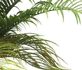 Tropical palm leaves isolated on transparent background. Palm Tree Branch PNG background. Areca palms leaves. palm leaf PNG, green leaf, tropical leaves. cutout isolate palm foliage PNG. Cascade palm.