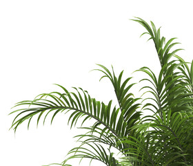 Tropical palm leaves isolated on transparent background. Palm Tree Branch PNG background. Areca palms leaves. palm leaf PNG, green leaf, tropical leaves. cutout isolate palm foliage PNG. Cascade palm.