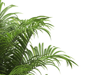 Tropical palm leaves isolated on transparent background. Palm Tree Branch PNG background. Areca palms leaves. palm leaf PNG, green leaf, tropical leaves. cutout isolate palm foliage PNG. Cascade palm.