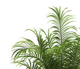 Tropical palm leaves isolated on transparent background. Palm Tree Branch PNG background. Areca palms leaves. palm leaf PNG, green leaf, tropical leaves. cutout isolate palm foliage PNG. Cascade palm.