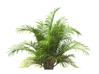 Single palm Tree PNG isolated on transparent background. big old palm plant with large green leaves. Areca Palm. Cascade palm Plant. Chamaedorea. bamboo palm. PNG bush or shrub outdoor plant.
