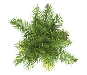 top view of palm Tree PNG isolated on transparent background. big old palm plant with large green...