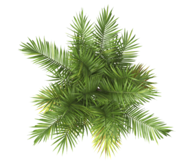 top view of palm Tree PNG isolated on transparent background. big old palm plant with large green leaves. Areca Palm. Arenga engleri Plant. Cascade palm. PNG bush or shrub outdoor plant. bamboo palm.