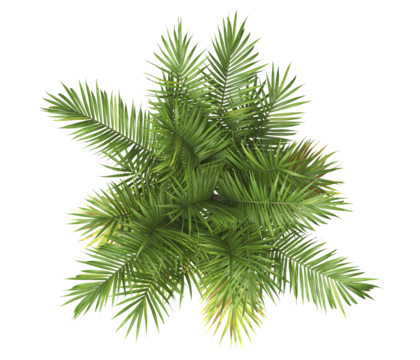 top view of palm Tree PNG isolated on transparent background. big old palm plant with large green leaves. Areca Palm. Arenga engleri Plant. Cascade palm. PNG bush or shrub outdoor plant. bamboo palm.
