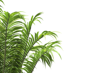 Tropical palm leaves isolated on transparent background. Palm Tree Branch PNG background. Areca palms leaves. palm leaf PNG, green leaf, tropical leaves. cutout isolate palm foliage PNG. Cascade palm.