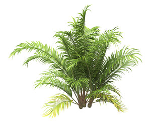 Single palm Tree PNG isolated on transparent background. big old palm plant with large green leaves. Areca Palm. Cascade palm Plant. Chamaedorea. bamboo palm. PNG bush or shrub outdoor plant.