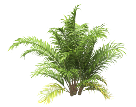 Single palm Tree PNG isolated on transparent background. big old palm plant with large green leaves. Areca Palm. Cascade palm Plant. Chamaedorea. bamboo palm. PNG bush or shrub outdoor plant.