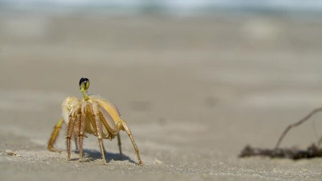 Siri - Bombinhas -Santa Catarina - Brasil