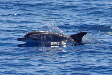 Atlantic spotted dolphin (Stenella frontalis)