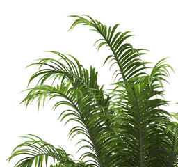 Tropical palm leaves isolated on transparent background. Palm Tree Branch PNG background. Areca palms leaves. palm leaf PNG, green leaf, tropical leaves. cutout isolate palm foliage PNG. Cascade palm.
