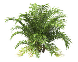 Single palm Tree PNG isolated on transparent background. big old palm plant with large green leaves. Areca Palm. Cascade palm Plant. Chamaedorea. bamboo palm. PNG bush or shrub outdoor plant.