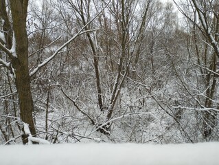 Snowy winter dense forest with bushes and trees covered with wet snow.