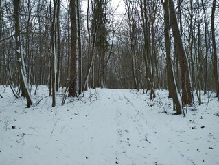 Forest road in winter is covered with a layer of cold white snow. Beautiful natural winter landscape with a straight road in a snowy forest.
