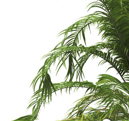 Tropical palm leaves isolated on transparent background. Palm Tree Branch PNG background. Areca palms leaves. palm leaf PNG, green leaf, tropical leaves. cutout isolate palm foliage PNG. Cascade palm.