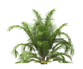 Single palm Tree PNG isolated on transparent background. big old palm plant with large green leaves. Areca Palm. Cascade palm Plant. Chamaedorea. bamboo palm. PNG bush or shrub outdoor plant.