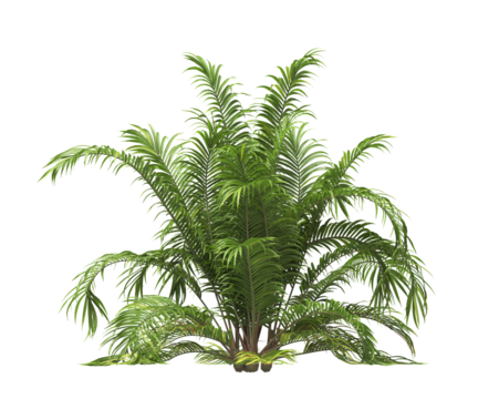 Single palm Tree PNG isolated on transparent background. big old palm plant with large green leaves. Areca Palm. Cascade palm Plant. Chamaedorea. bamboo palm. PNG bush or shrub outdoor plant.