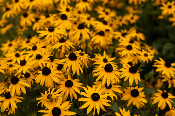 Obraz premium Bright yellow flowers of rudbeckia, commonly known as coneflowers or black eyed susans, in a sunny summer garden. Rudbeckia fulgida or perennial coneflower blossoming outdoors.