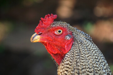 rooster closeup eyes