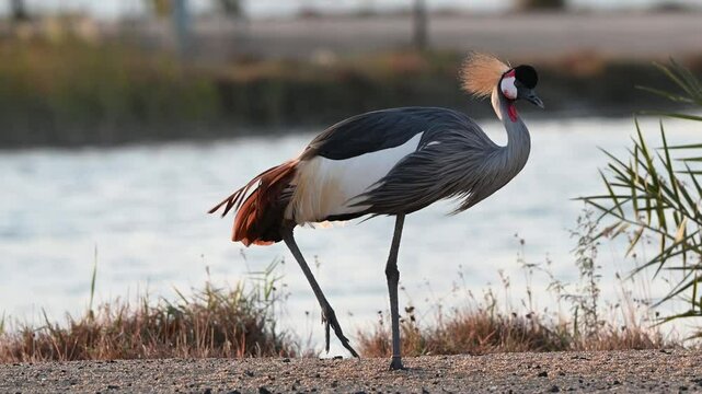 A close up 4k Video of a Grey Crowned Crane in Al Qudra Lakes in the desert of Dubai