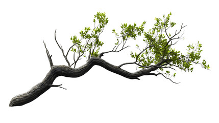 Fototapeta premium Artistic Tree Branch with Twisted Foliage in Natural Green Setting