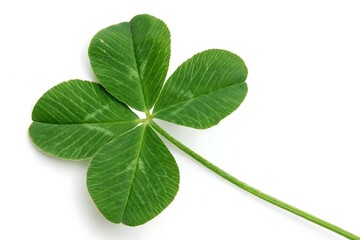 Four-leaf clover isolated on a clean background, perfect for promoting luck, nature, or St. Patrick’s Day themes.