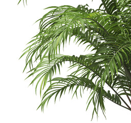Tropical palm leaves isolated on transparent background. Palm Tree Branch PNG background. Areca...