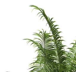 Tropical palm leaves isolated on transparent background. Palm Tree Branch PNG background. Areca palms leaves. palm leaf PNG, green leaf, tropical leaves. cutout isolate palm foliage PNG. Cascade palm.