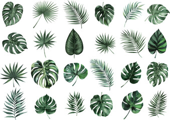 Watercolor Exotic tropical leaves Vcetor. Exotic plants, palm leaves, isolated on white background.