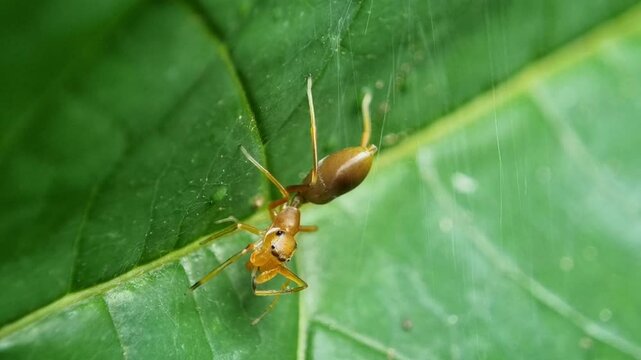 Myrmarachne plataleoides, the ant mimicking spider, is a species of spider in the family Salticidae. camouflage spider animal on leaves in the morning selective focus.