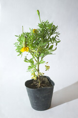 A plant with yellow flowers