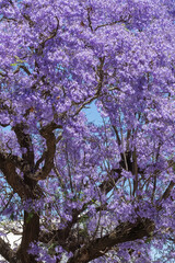 Purple flowering Jacaranda Tree (Jacaranda mimosifolia) in closeup in spring, Western Cape, South...