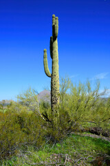 Sonora Desert Arizona Picacho Peak State Park