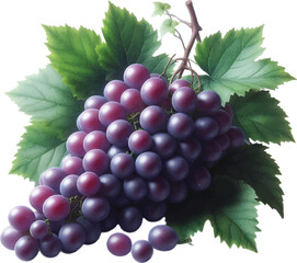Fototapeta premium A realistic Cluster Of Purple Grapes With Green Leaves on a white background