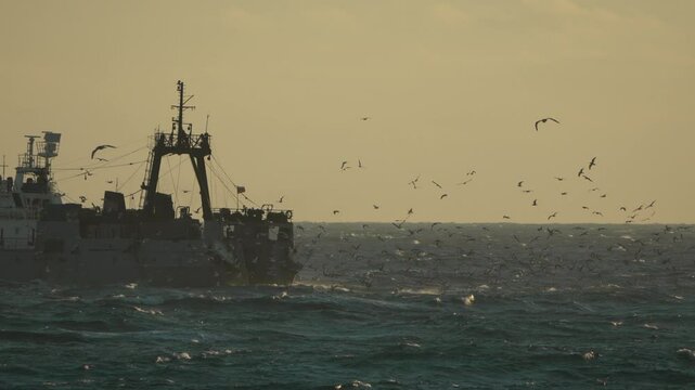Fishing Trawler Seabirds Ocean: Fishing vessel at sea, birds attracted by fishing activity, likely during or after fishing operation.