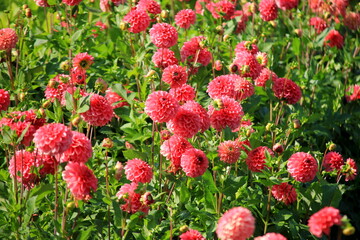 Red asters blooming in the garden on a sunny summer day