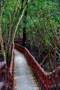 Un chemin dans la mangrove de Krabi, format vertical