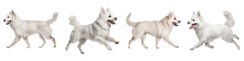 Obraz premium White dogs in motion against a transparent background, showcasing their playful energy.