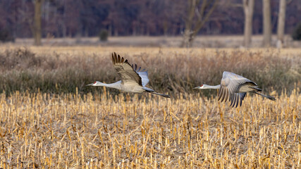 Two Sandhill Cranes Fly Across a Cornfield in Tandem