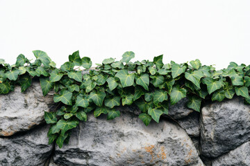 Ivy climbing over a stone wall against a pale background