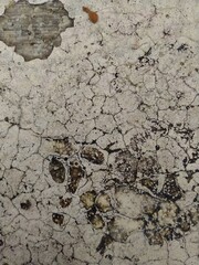 A concrete slab that appears to be deteriorating. Background texture of cracked concrete. Gray surface with cracks from a close distance.