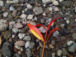 Fototapeta premium A red shoot leaf on a pebble that appears to be infested with red shoot caterpillars. Red Shoots (Syzygium myrtifolium) is an ornamental plant that has red buds.