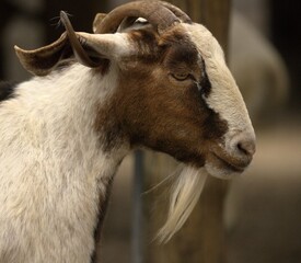 close up of a goat