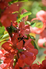 Stunning Quince Bush in Full Bloom in the Spring