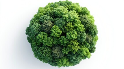 Lush Green Forest Canopy from Above, Vibrant Nature Landscape