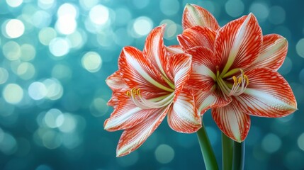 Fototapeta premium Vibrant Red and White Amaryllis Flowers with Soft Blue Background