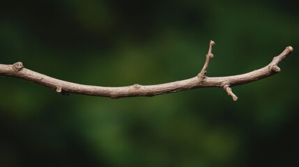 Close-up view of a slender branch against a blurred green background, showcasing nature's simplicity