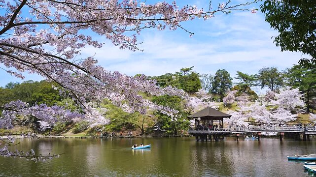 Nara Cherry Blossom Spots: Ukimido pavilion on  Sagi-ike pond with cherry blossoms in Nara Park