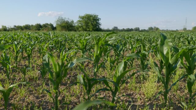 Corn field