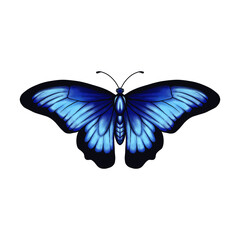 Illustration of Blue Ulysses Swallowtail Butterfly (Papilio ulysses) in realism style. Realism illustration of swallowtail butterfly of Australia, Indonesia, Papua New Guinea and the Solomon Islands.